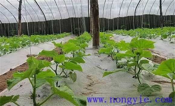 温室黄瓜栽培管理技术 温室黄瓜栽培管理技术