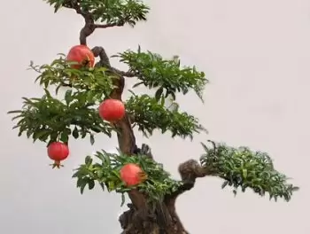 盆栽石榴花的养殖方法