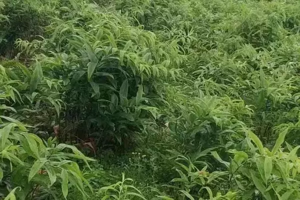 种植黄精需要多少成本,种植前景怎么样 种植黄精需要多少成本,种植前景怎么样