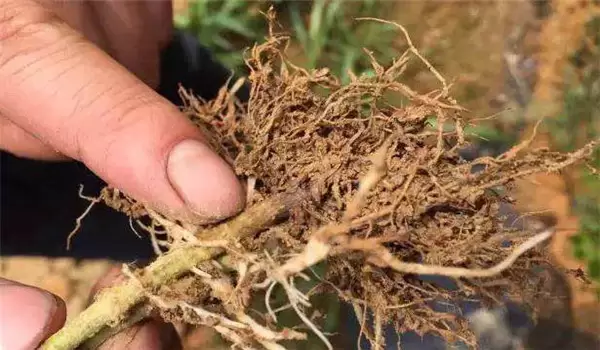 牡丹病虫害防治 牡丹病虫害防治