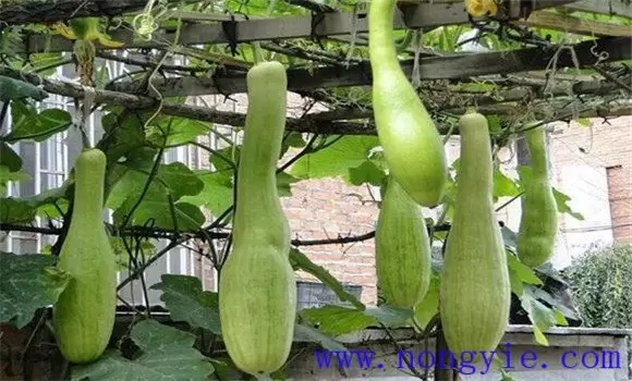 砍瓜的种植方法 砍瓜的种植方法