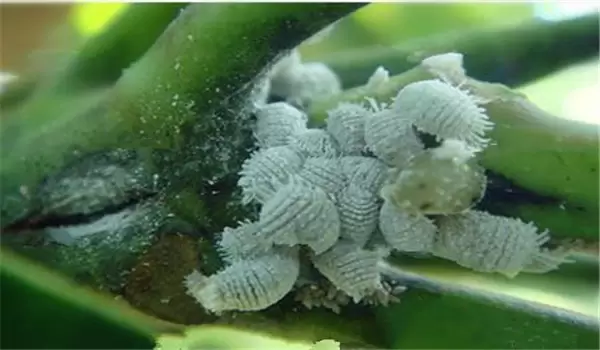 牡丹病虫害防治 牡丹病虫害防治