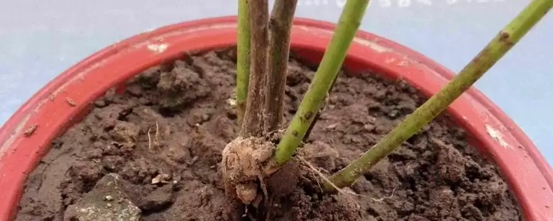 花土板结用什么解决 花土板结用什么解决