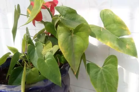 花叶子发黄是什么原因 花叶子发黄是什么原因