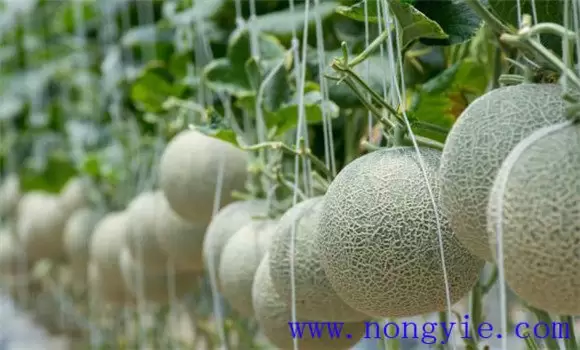 网纹甜瓜的管理方法 网纹甜瓜的管理方法