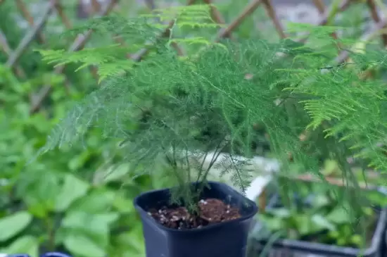 花开的寓意 花开的寓意