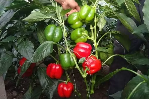 特种蔬菜种植项目有哪些,哪些种植前景好 特种蔬菜种植项目有哪些,哪些种植前景好