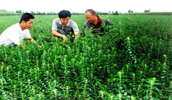 留兰香种植方法简介,怎样栽培留兰香 留兰香种植方法简介,怎样栽培留兰香