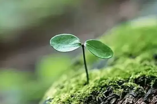温度对植物生长的影响 温度对植物生长的影响