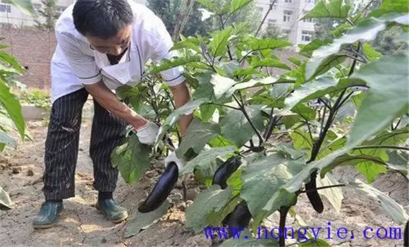 温室秋延后茄子怎样栽培 温室秋延后茄子怎样栽培