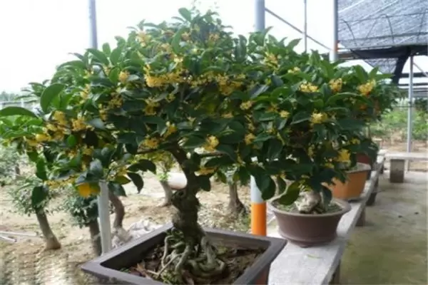 盆栽桂花怎么养殖 盆栽桂花怎么养殖