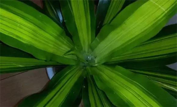 盆栽富贵竹怎么养? 盆栽富贵竹怎么养?