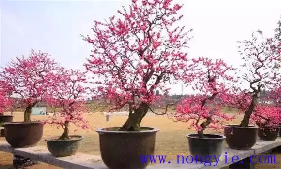 盆栽梅花怎么养 盆栽梅花怎么养