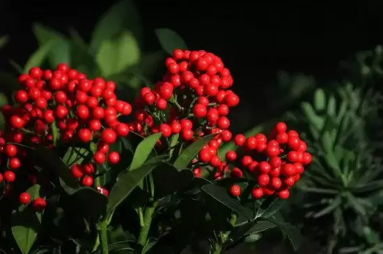 红玉珠的养殖方法和注意事项 红玉珠的养殖方法和注意事项