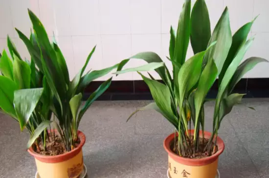 耐寒的室外绿植有哪些 耐寒的室外绿植有哪些