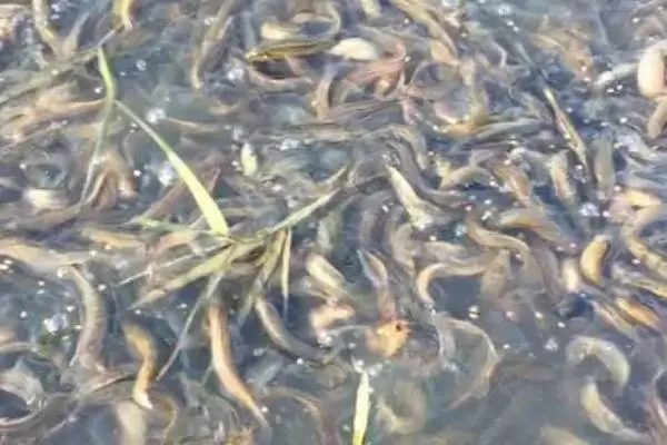 泥鳅应该喂什么东西,可投喂植物性饲料以及动物性饲料 泥鳅应该喂什么东西,可投喂植物性饲料以及动物性饲料