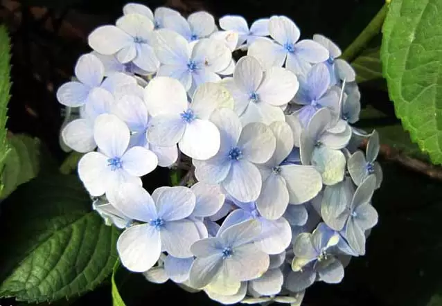 绣球花常见品种有哪些? 绣球花常见品种有哪些?