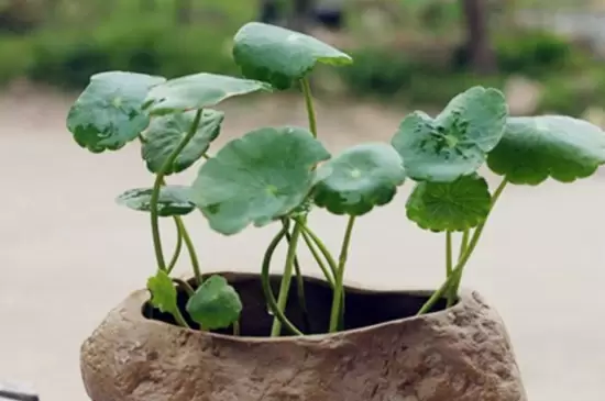 花盆的种类 花盆的种类