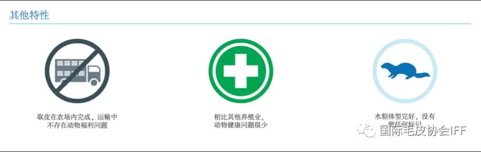 水貂是否属于野生动物插图2 水貂是否属于野生动物插图2