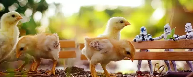 自己在家怎么养小鸡,第一周要人为控制好温度 自己在家怎么养小鸡,第一周要人为控制好温度