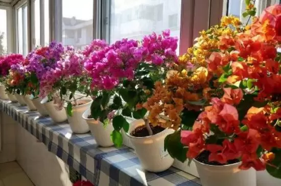 花的品种有哪些 花的品种有哪些