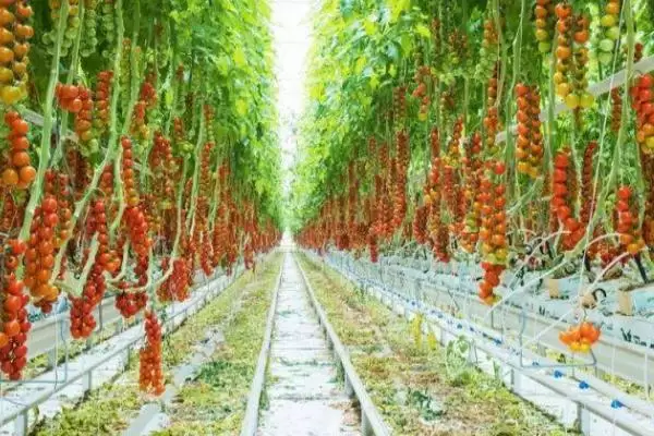 种植大棚西红柿能否赚钱,主要取决于市场、产量、投入等条件 种植大棚西红柿能否赚钱,主要取决于市场、产量、投入等条件