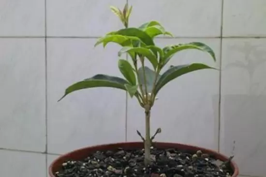 生根粉和多菌灵能一起灌根吗 生根粉和多菌灵能一起灌根吗