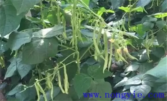秋菜豆在栽培上应掌握哪些技术要点 秋菜豆在栽培上应掌握哪些技术要点