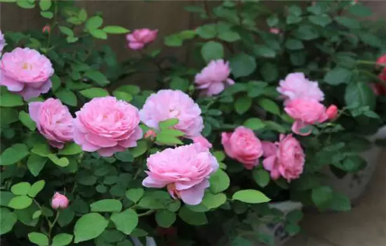 盆栽月季花施肥施什么肥料 盆栽月季花施肥施什么肥料