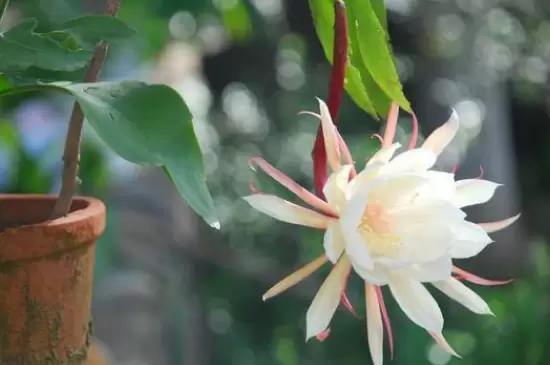 花开的寓意 花开的寓意