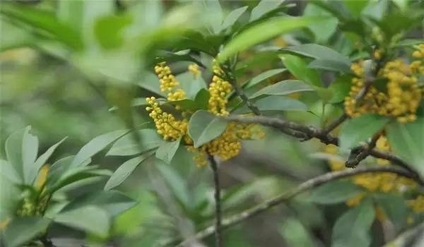 珠兰花的养殖方法简介 珠兰花的养殖方法简介