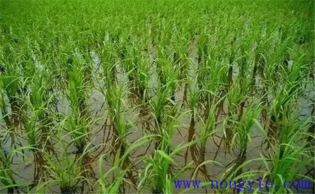 水稻被淹最多能坚持几天 水稻被淹最多能坚持几天