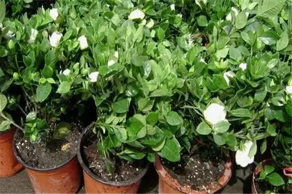 盆栽栀子花好养吗?告诉你栀子花盆栽怎样养殖 盆栽栀子花好养吗?告诉你栀子花盆栽怎样养殖
