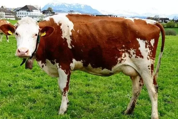 肉牛养殖成本,以及利润分析 肉牛养殖成本,以及利润分析