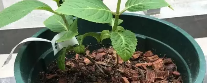 绣球花种子一般多久发芽