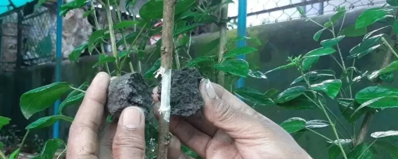 生根粉和多菌灵能一起灌根吗 生根粉和多菌灵能一起灌根吗