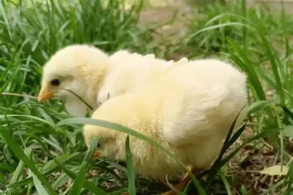 自己在家怎么养小鸡,第一周要人为控制好温度 自己在家怎么养小鸡,第一周要人为控制好温度