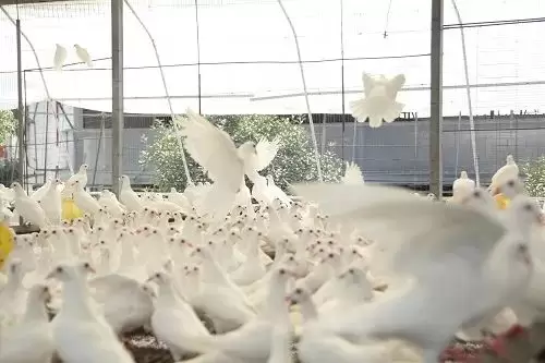 肉鸽养殖中童鸽的选育与饲养插图1 肉鸽养殖中童鸽的选育与饲养插图1