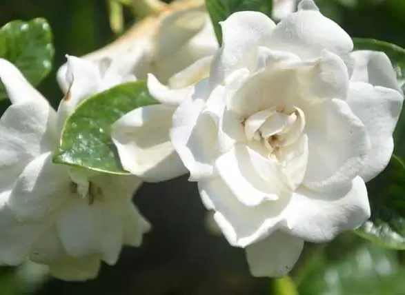 栀子花的花语是什么? 栀子花的花语是什么?