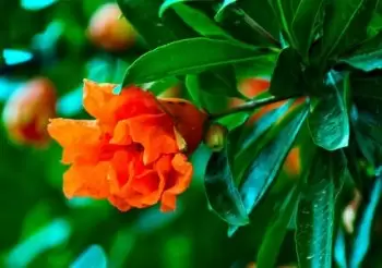 石榴花的功效与价值 石榴花的功效与价值