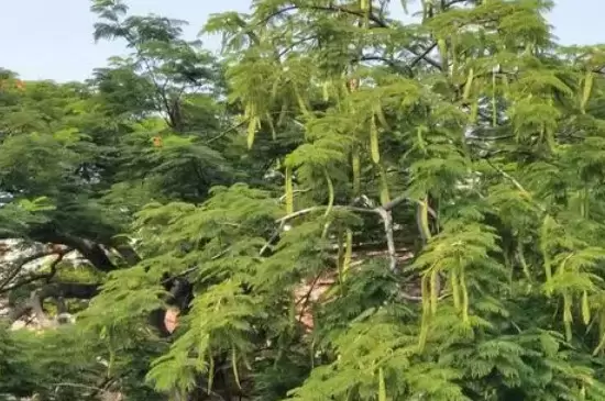 皂荚树的特点 皂荚树的特点