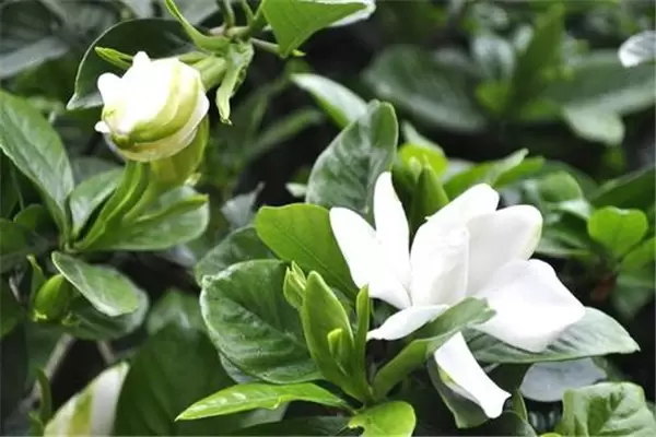 盆栽栀子花好养吗?告诉你栀子花盆栽怎样养殖 盆栽栀子花好养吗?告诉你栀子花盆栽怎样养殖