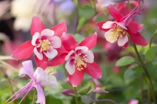 耧斗菜花语 耧斗菜花语