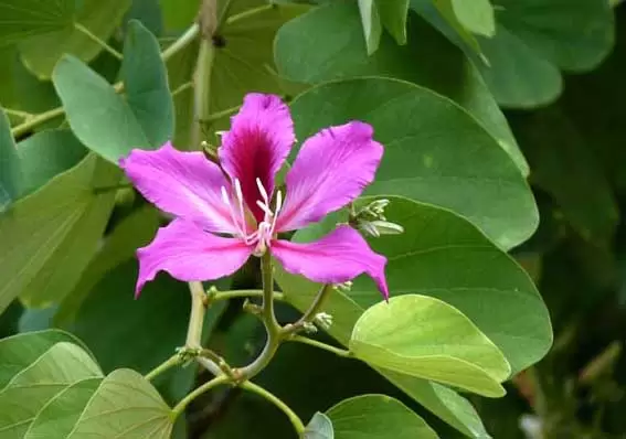 紫荆花的花语和象征意义