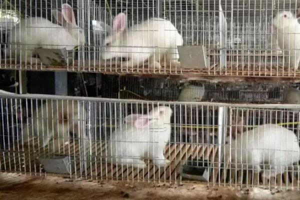 肉兔养殖成本,出栏只需4-5个月的时间 肉兔养殖成本,出栏只需4-5个月的时间