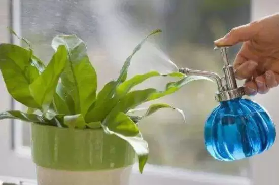 花叶上的小白虫怎么办 花叶上的小白虫怎么办