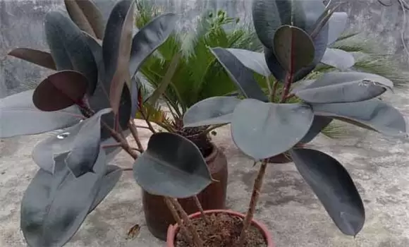 盆栽橡皮树的养殖方法 盆栽橡皮树的养殖方法