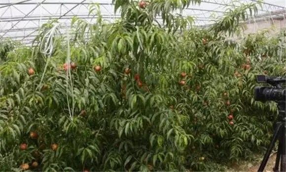水蜜桃大棚种植技术 水蜜桃大棚种植技术