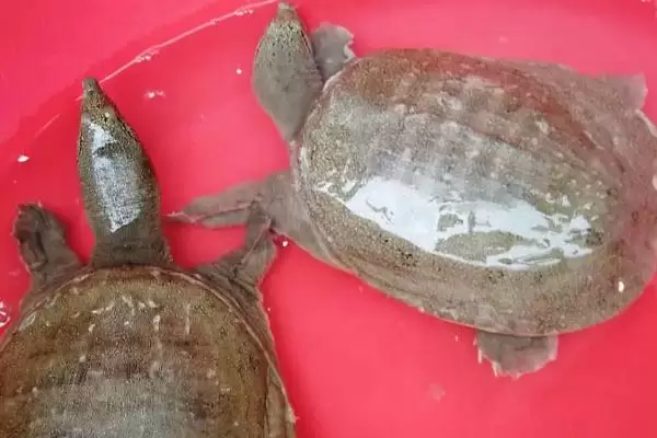 甲鱼的养殖前景如何,可食用也可做药用养殖前景广阔 甲鱼的养殖前景如何,可食用也可做药用养殖前景广阔