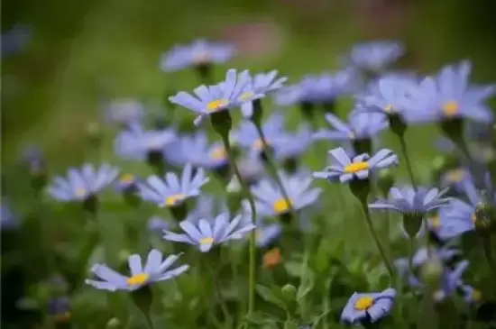 花的象征意义有哪些 花的象征意义有哪些